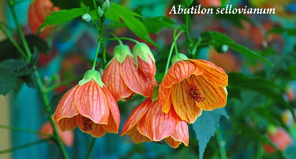 abutilon_sellovianum