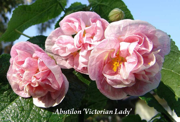 abutilon_victorian_lady