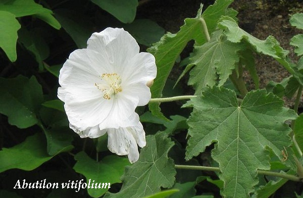 abutilon_vitifolium