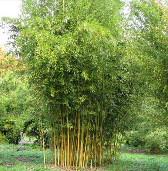 bambuk_1