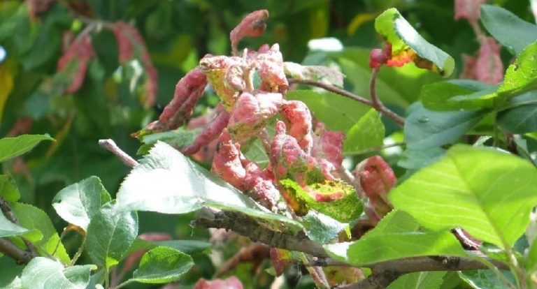 Червоногалова (сіра) яблунева попелиця – ознаки появи, методи боротьби