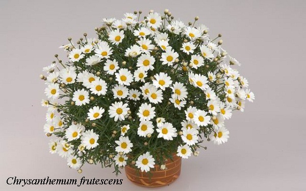 chrysanthemum_frutescens