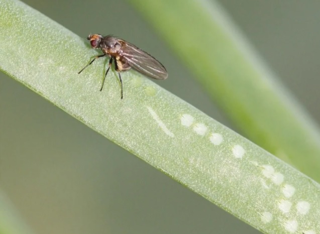 Цибулева муха – ознаки появи, методи боротьби