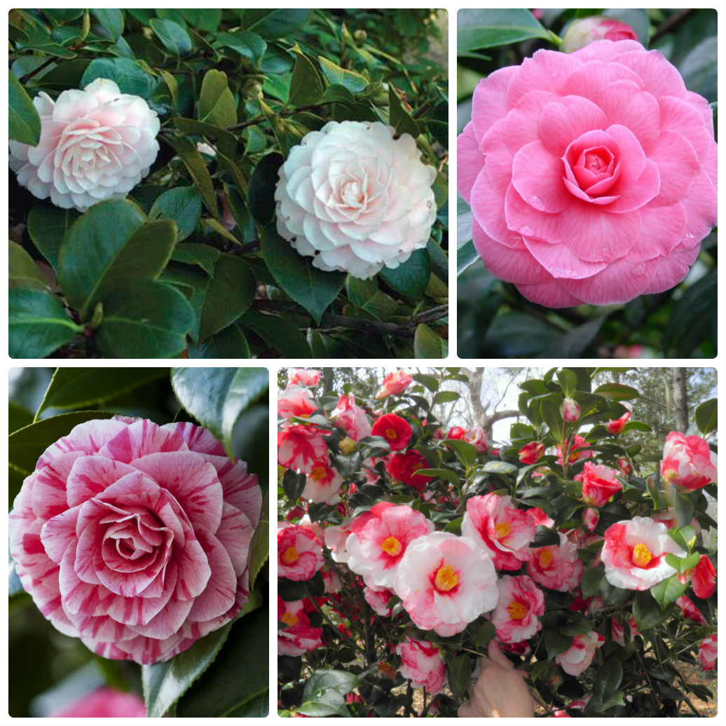 collage_camellia_japonica