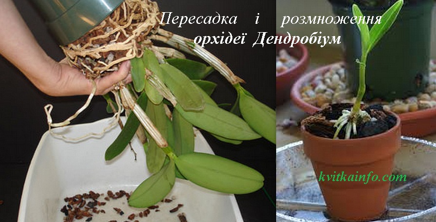dendronium_orhideya_peresadka_i_rozmnozhennya