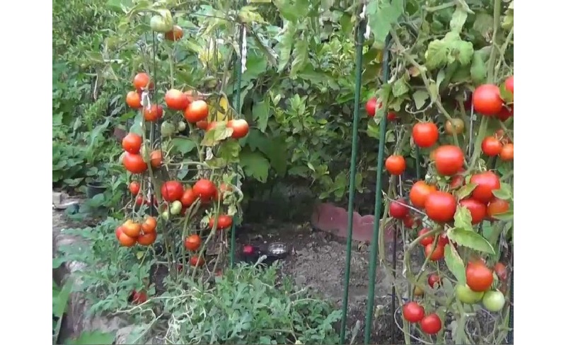 determinantni_pomidori