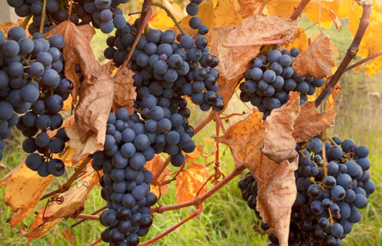 Догляд за виноградом у жовтні