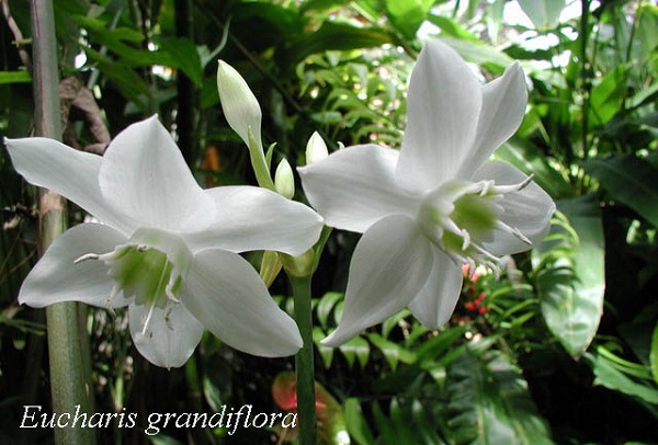 eucharis_grandiflora1