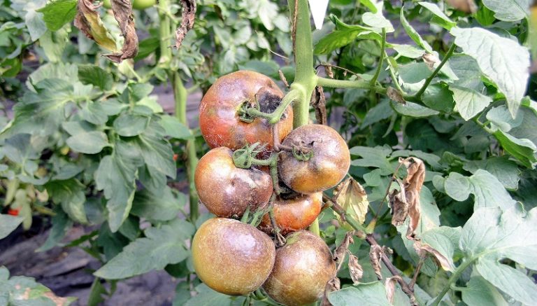 Обробка помідорів та картоплі від фітофтори – 9 народних методів боротьби