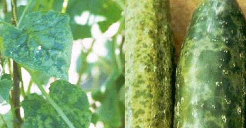 green_speckled_mosaic_cucumbers