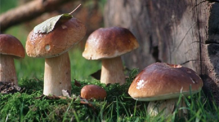 Як виростити лісові гриби в саду