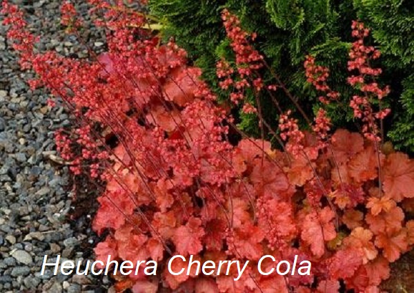 heuchera_cherry_cola_7