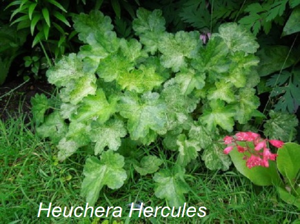 heuchera_hercules_1