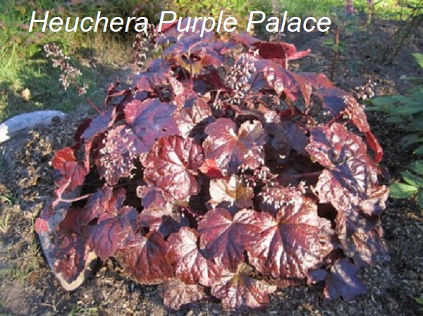 heuchera_purple_palace