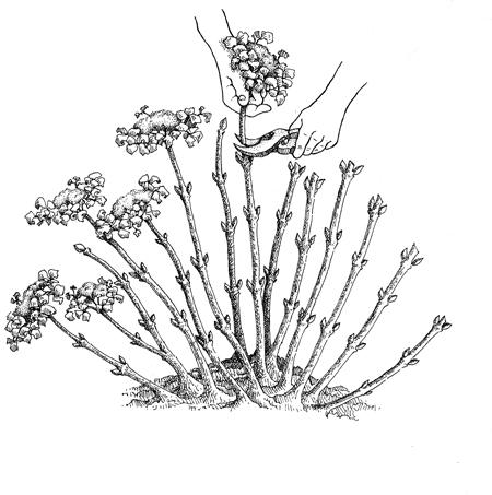 hydrangea-obrizca1