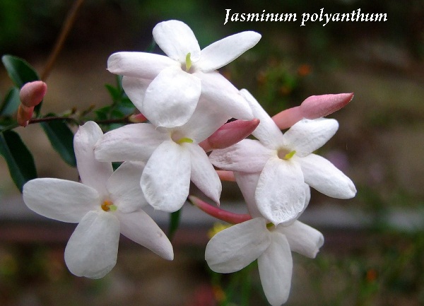 jasminum_polyanthum