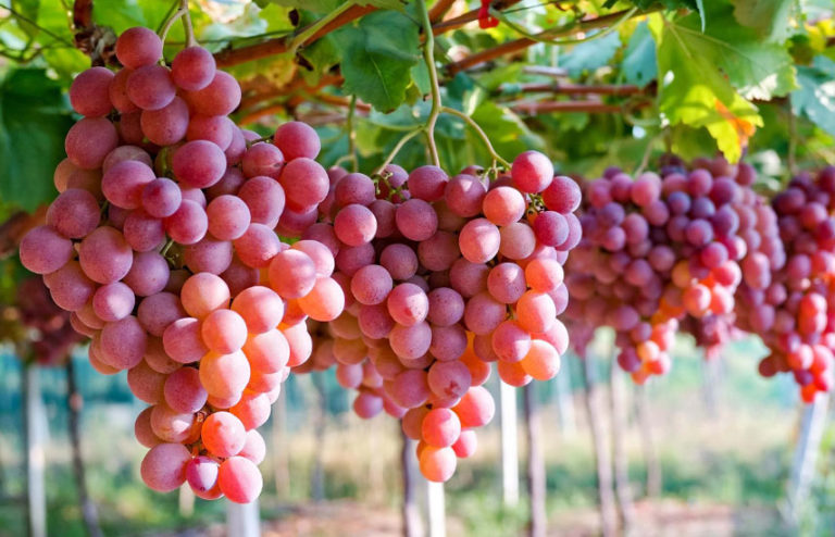 Календар догляду за виноградом