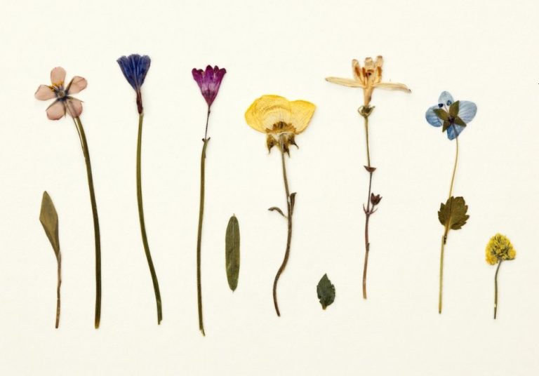 Як зробити картину з сухих квітів – гербарій