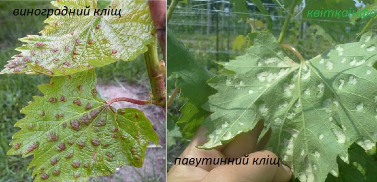 Павутинний кліщ на винограді – ознаки появи, методи боротьби