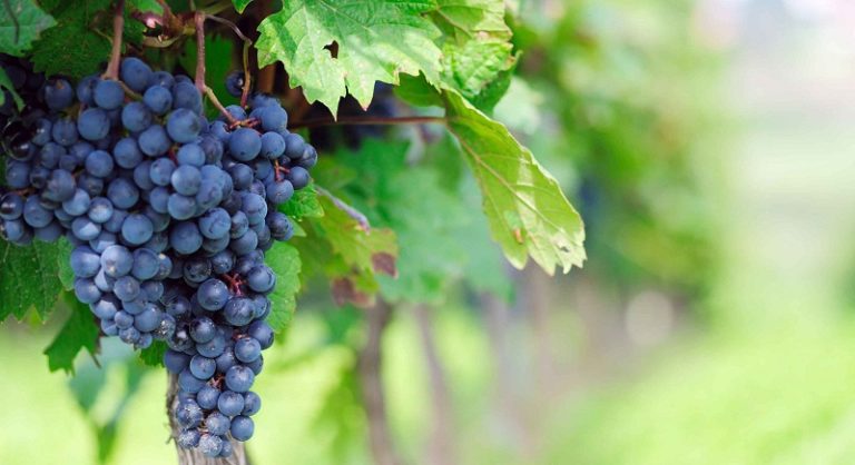 Коли та як садити виноград