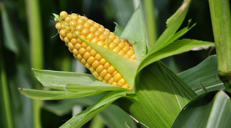Як садити та вирощувати кукурудзу