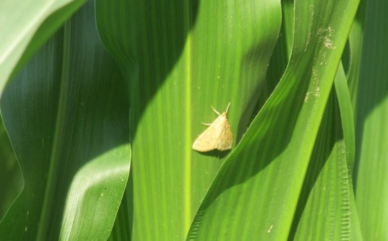 Стебловий кукурудзяний  метелик – ознаки появи, методи боротьби