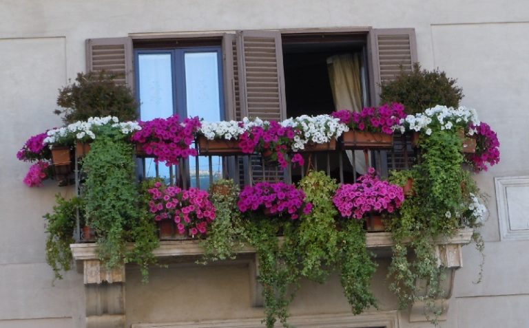 Які квіти посадити на балконі