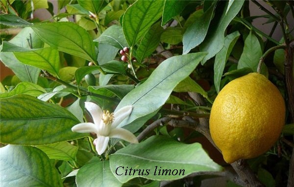 limon_citrus