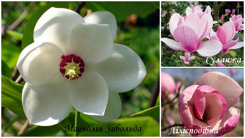 magnoliya_vidi1