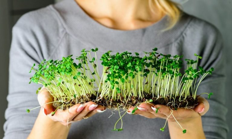 Як вирощувати мікрозелень (мікроґрін )