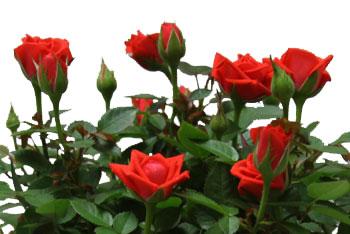 miniature-rose-red
