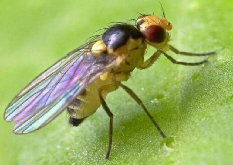 Нутова мінуюча муха – ознаки появи, методи боротьби