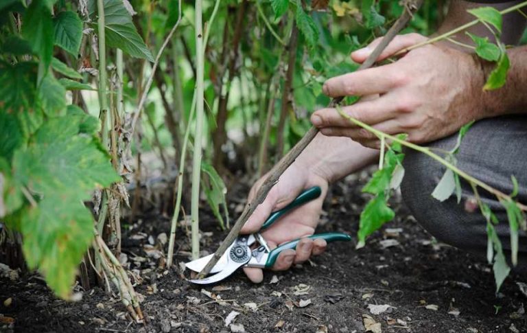 Секрети ефективної осінньої обрізки малини для надврожайності