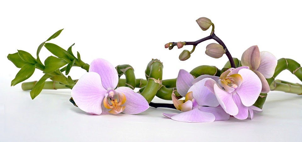orchid-2115262_960_720