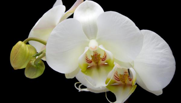 Орхідеї – догляд за орхідеями
