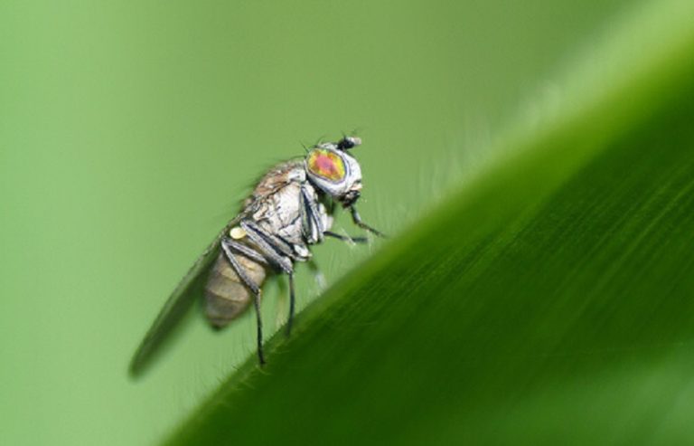 Прибережна муха – ознаки появи, методи боротьби