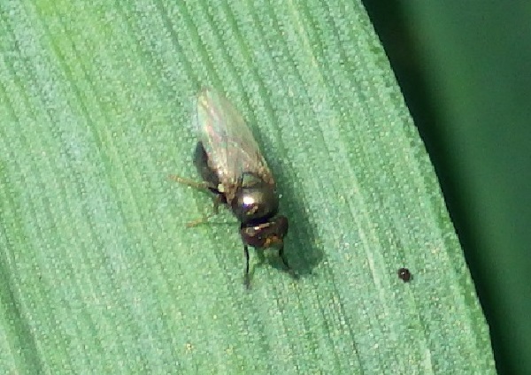 Пшенична муха – ознаки появи, методи боротьби