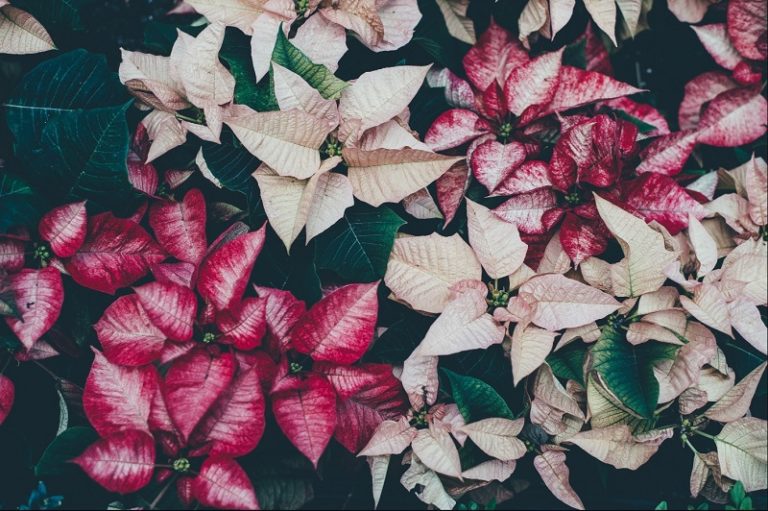Пуансетія — квітка-символ Різдва: як її виростити вдома?
