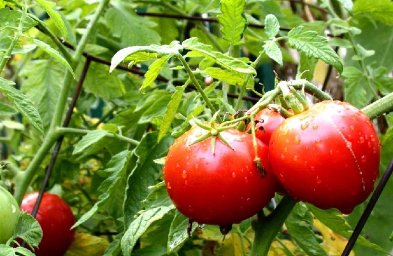 Чим підживляти помідори – народні методи