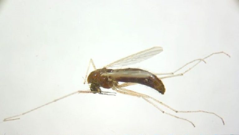 Рисові комарики – ознаки появи, методи боротьби