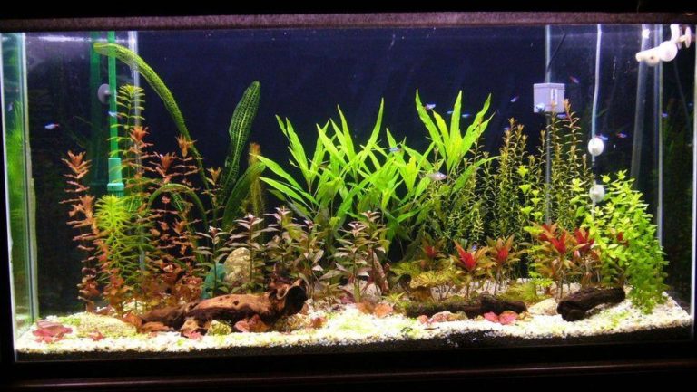 Як доглядати за акваріумними рослинами