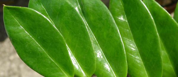 Вегетативне розмноження: розмноження рослин листям