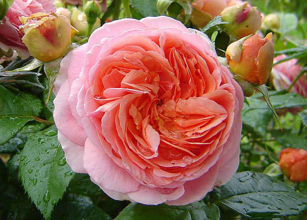 Сорт троянди Chippendale (Чіпендейл)