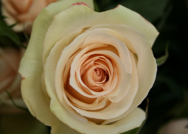 Сорт троянди La Perla (Ла Перла)