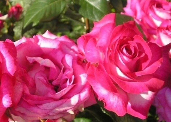 Сорт троянди Rose Gaujard (Роз Гожар)