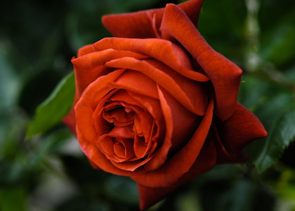 Сорт троянди Terracotta (Теракота)