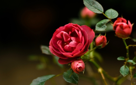 Троянда: види троянд