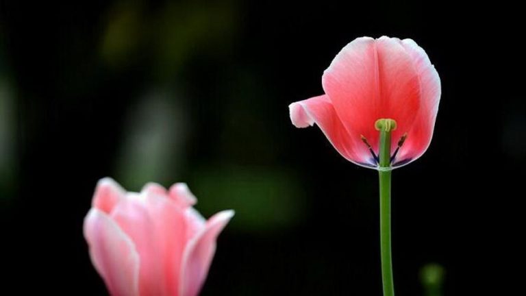 Що робити з тюльпанами після цвітіння?