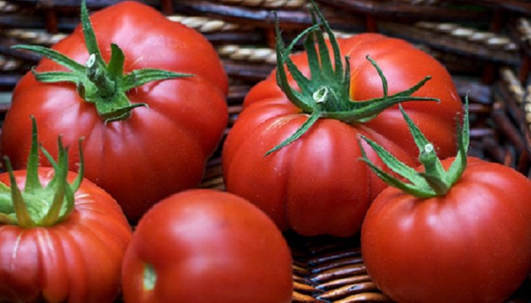Як виростити великі помідори – поради садівникам