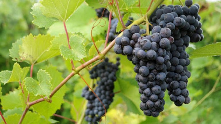 Догляд за виноградом влітку